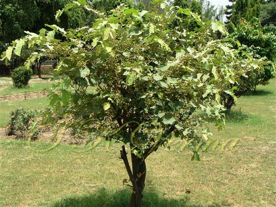 Plant